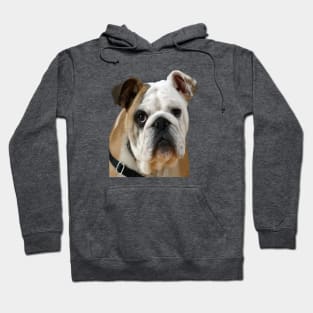 American Bulldog Face With Sad Eyes Vector Hoodie